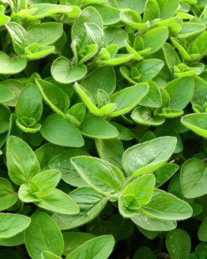 Marjoram