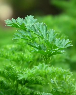 Parsley