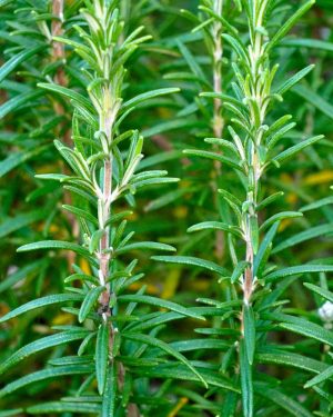 Rosemary