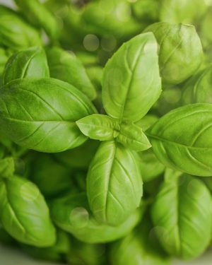 Basil